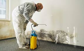 Why You Should Choose Our Mold Remediation Services in Pleasant Ridge, MI